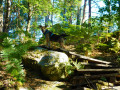 Escalier en bois