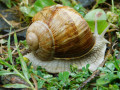 escargot