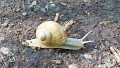 Escargot