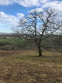 Espelette en vue