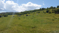 Vaches au pâturage