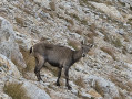 étagne dans la descente du col de fremamorte