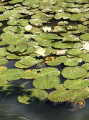 Etang à nénuphars