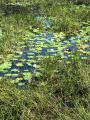 Arzay Pond