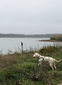 Etang d'Orléans