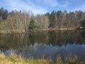 Etang dans la forêt des Bouiges.