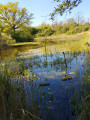 pond in marsh no. 2