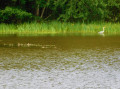 Etang de Brin d'Amour Etang de Brin d'Amour