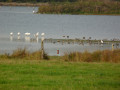 Etang de Careil Etang de Careil