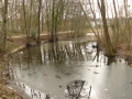 Etang de Cesson la Forêt