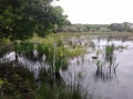 Etang de la Carellerie