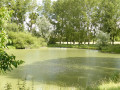 Etang de la Grue