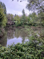 Etang de la Rousselière