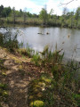 Etang de Lassus