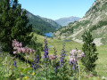 Etang des Bésines