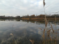 Etang des Roselières