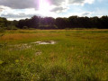 Etang du Petit Loupy (sans eau)