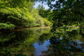 Etang forestier