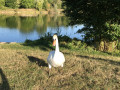 Etang Le Grand Morinval