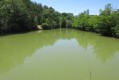 Etang plein de vies