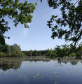 Pond
