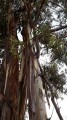 Eucalyptus