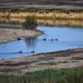 Famille de canard
