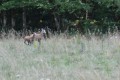 famille de chamois