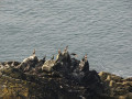 famille de cormorans