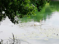 famille de cygnes sur la Marne