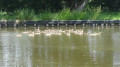 Familles canard réunies