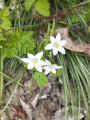 FANFAN LA TULIPE