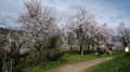 Vignobles, amandiers et villages typiques à Mittelwihr