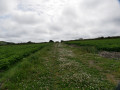 Farm fields and track to follow