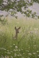 Faune et flore