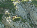 Faune locale