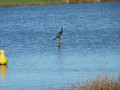 Faune