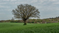 Felder bei Sophienhof