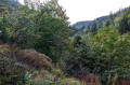 Felsenpfad