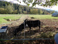 Les Alpages Jurassien Suisse en partant des Malettes