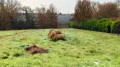 Ferme solaire