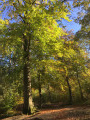 Feuilles dorées