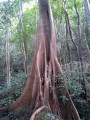 Ficus géant