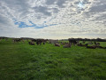 Fifteen Acres