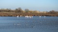 Flamands roses