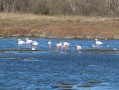 Flamants roses Flamants roses