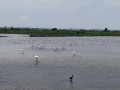 Flamants roses