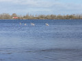 Flamant roses