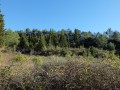 Flanc de colline