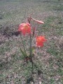 Fleur dans une pâture au Nord de Basse Terre